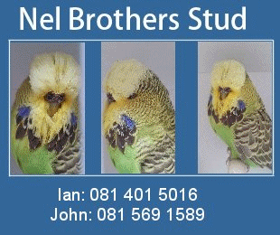Click to visit Nel Brothers Stud web site