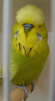 Best of Colour Spangle Green - Kiefer Aviaries