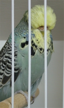 Best Derby on Show and Best Derby Champion on Show - Nel Brothers Stud