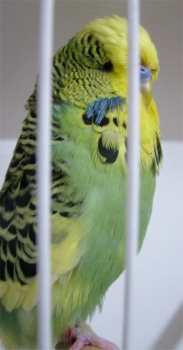 Best Derby Opposite Sex on Show and Best Derby Champion Opposite Sex on Show - Nel Brothers Stud