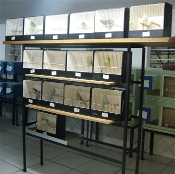 The Derby Show had 15 entries this year (2012).