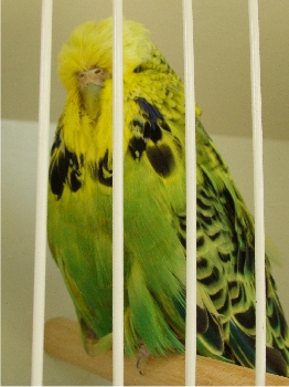 Best Derby on Show and Best Derby Champion on Show - Nel Brothers Stud