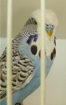 Best Derby Opposite Sex on Show and Best Derby Champion Opposite Sex on Show - Nel Brothers Stud