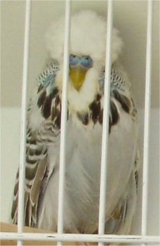 Best Derby on Show JSBS and Best Derby Champion JSBS on Show and Best Derby Overall - Nel Brothers Stud