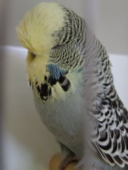 Best Derby on Show JSBC and Best Derby Champion JSBC on Show - Nel Brothers Stud