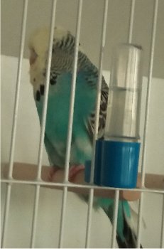 Best Derby Opposite Sex on Show JSBS - Nel Brothers Stud