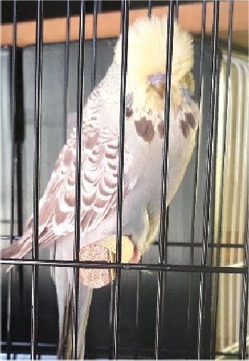 Best Derby Opposite Sex - Nel Brothers Stud.