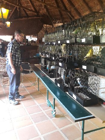 Roy Bennett busy with the judging.