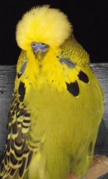 Pierre & Maja - Best Young Bird on Show