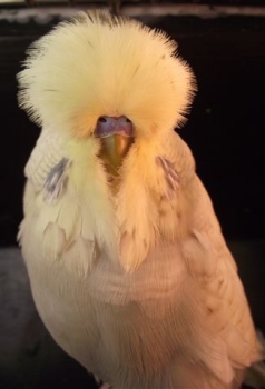 Pierre & Maja - Best Young Bird on Show