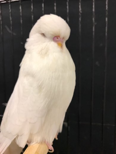 Nestling Pets Best Colour on Show Challenge Certificate Albino