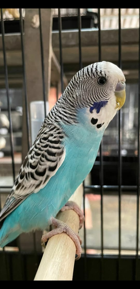 Jacobs Vere Best Budgerigar of Colour on Show