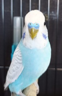 Jacobs Vere Best Budgerigar of Colour on Show