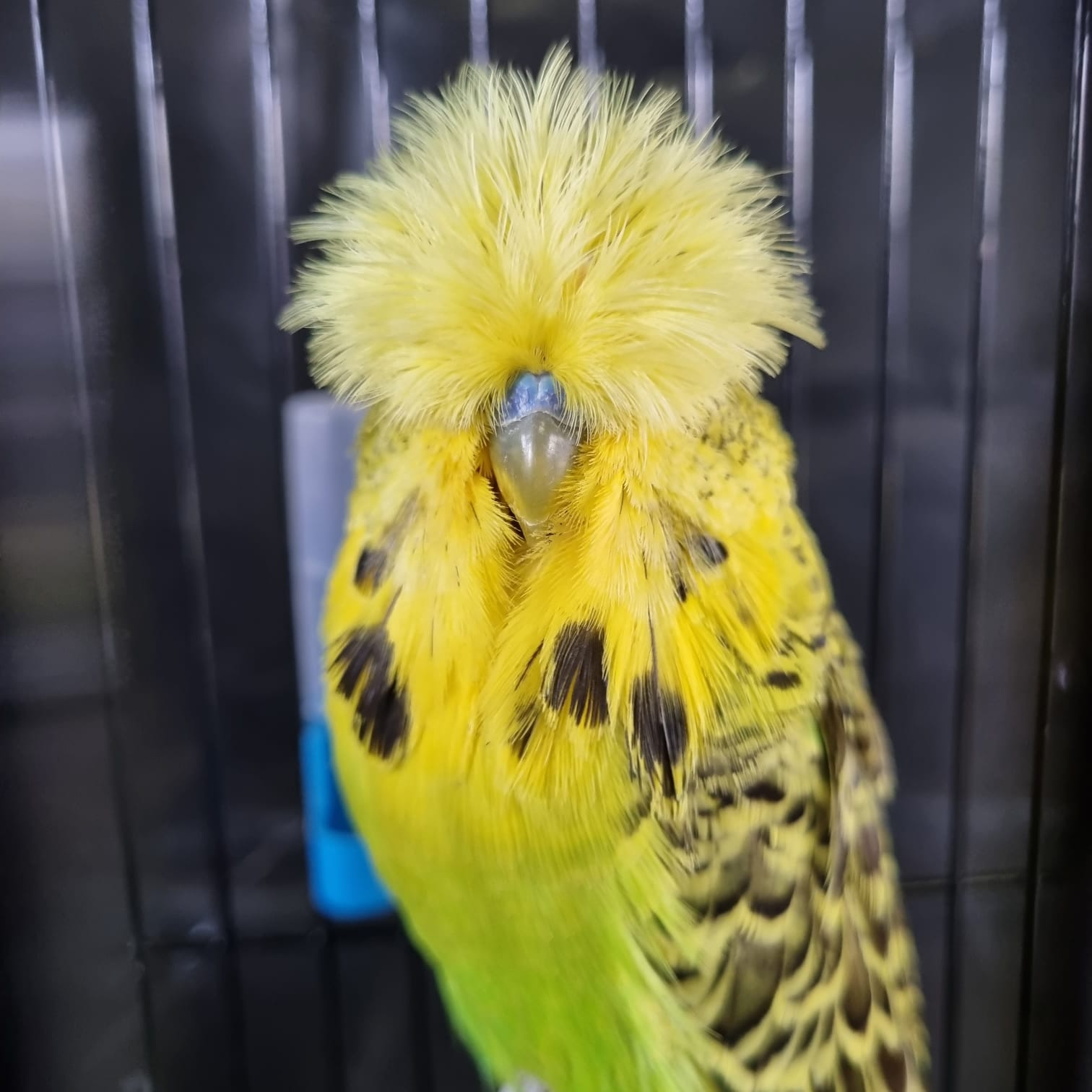 Johan vd Merwe Best Bird, Best Any Age, Best Rare on Show, Challenge Certificate Easley Clearbody, Best Champion and Best Champion Any Age on Show