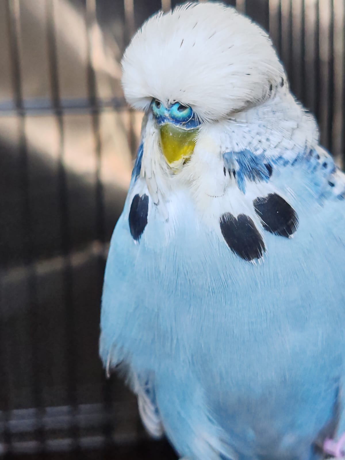 Strydom Aviaries CC Best Opaline Blue Series on Show