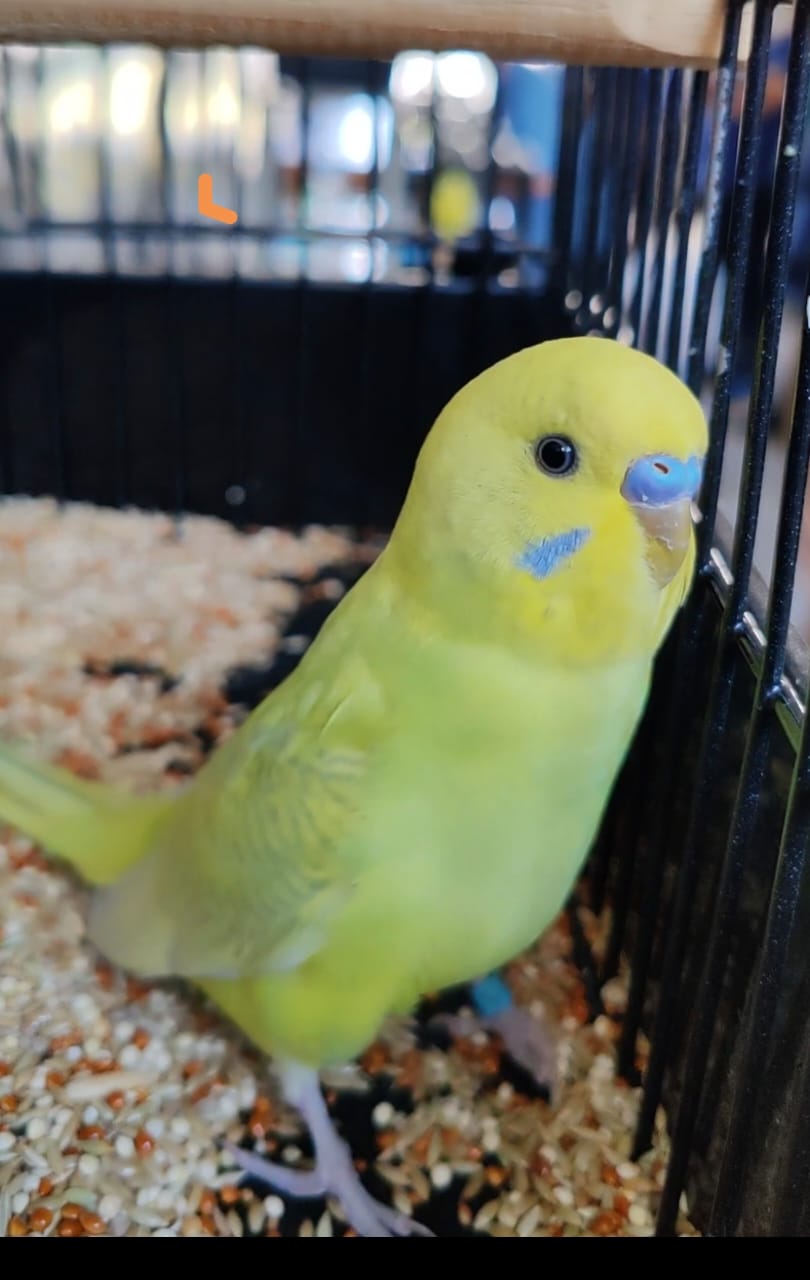 Marcus Faure Best Budgerigar of Colour on Show