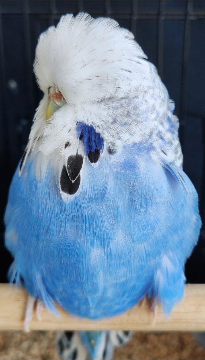 Johan vd Merwe CC Best Opaline Blue Series on Show