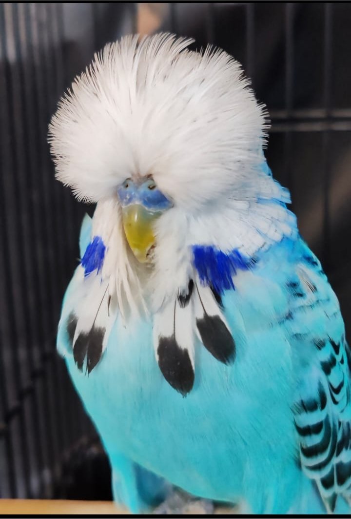 van Deventer Stud & Roos Best Bird, Best Any Age, Best Champion on Show, Best Champion Any Age on Show, Challenge Certificate Opaline Blue