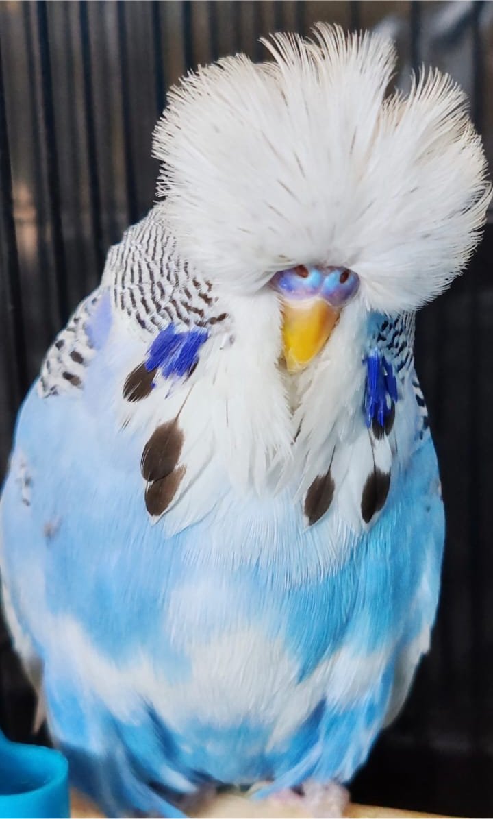 van Deventer Stud & Roos Runner-up to Best Bird and Challenge Certificate Dominant Pied