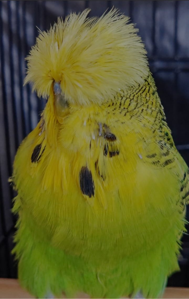 Johan vd Merwe Best Rare on Show