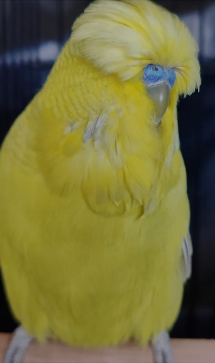 van Rooy Aviaries Best Intermediate and Best Intermediate Any Age on Show