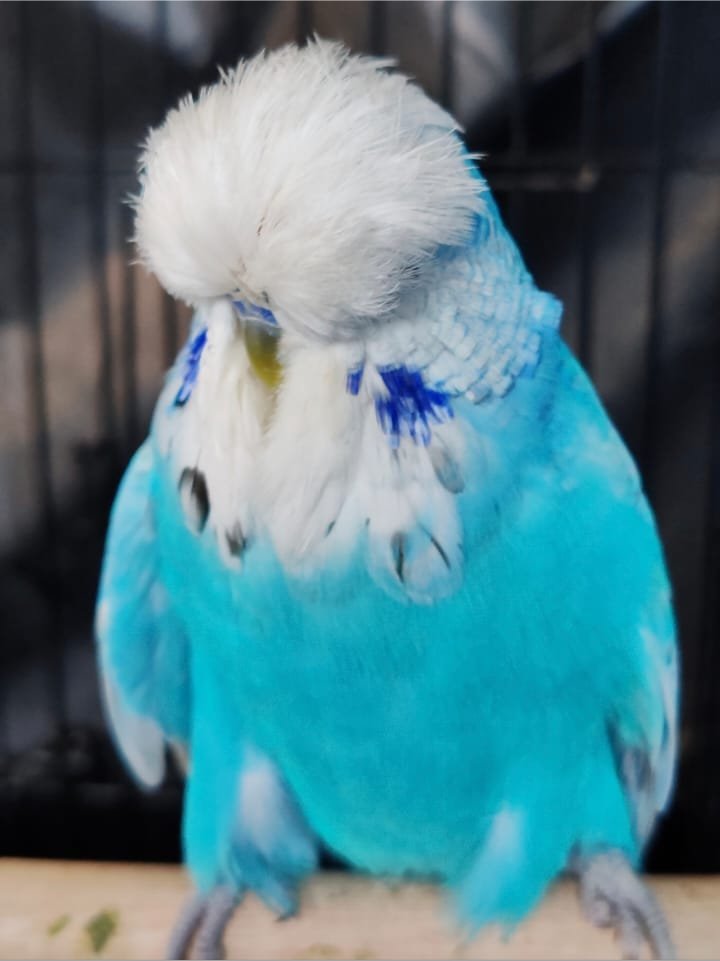 Janro van Niekerk Best Novice and Best Novice Any Age on Show