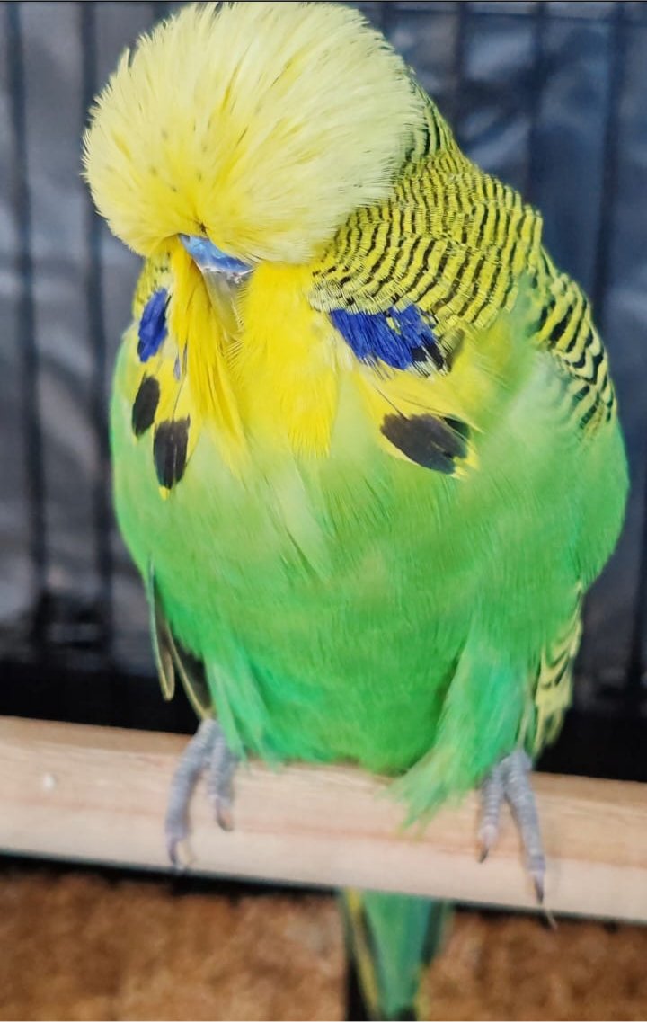 van Deventer Stud & Roos CC Best Dark Green on Show