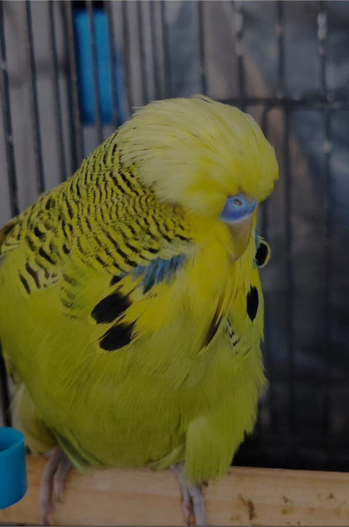 Olivier Aviaries CC Best Grey Green on Show