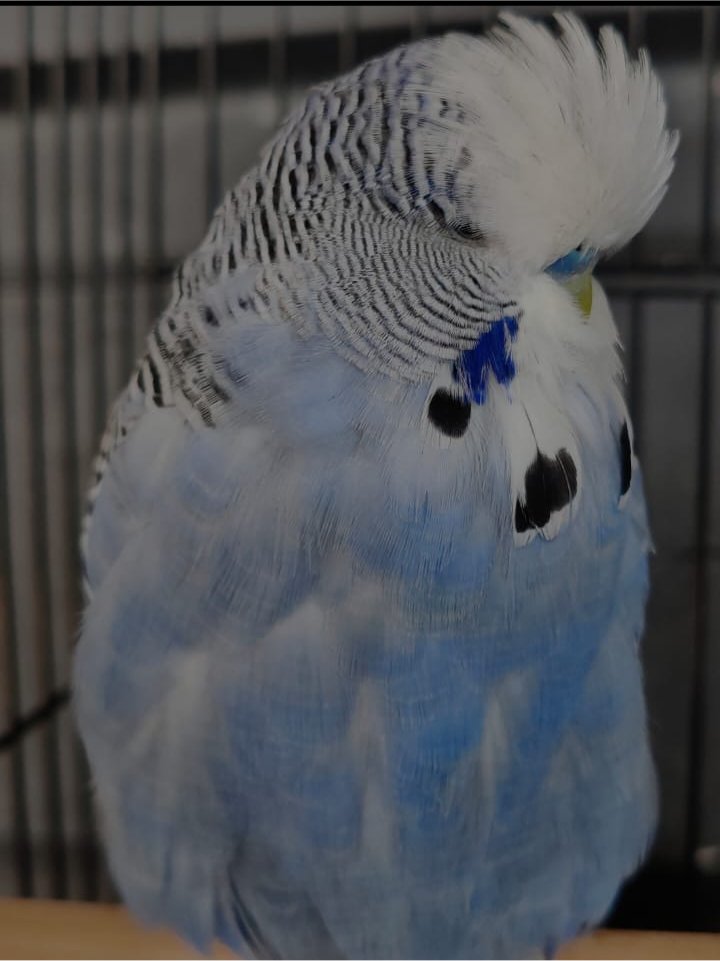 Arslan Ahmad CC Best Olive Green and Mauve on Show