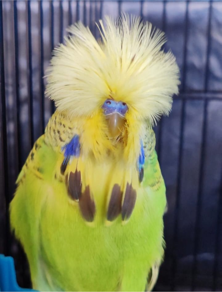 van Deventer Stud & Roos CC Best Cinnamon Green Series on Show