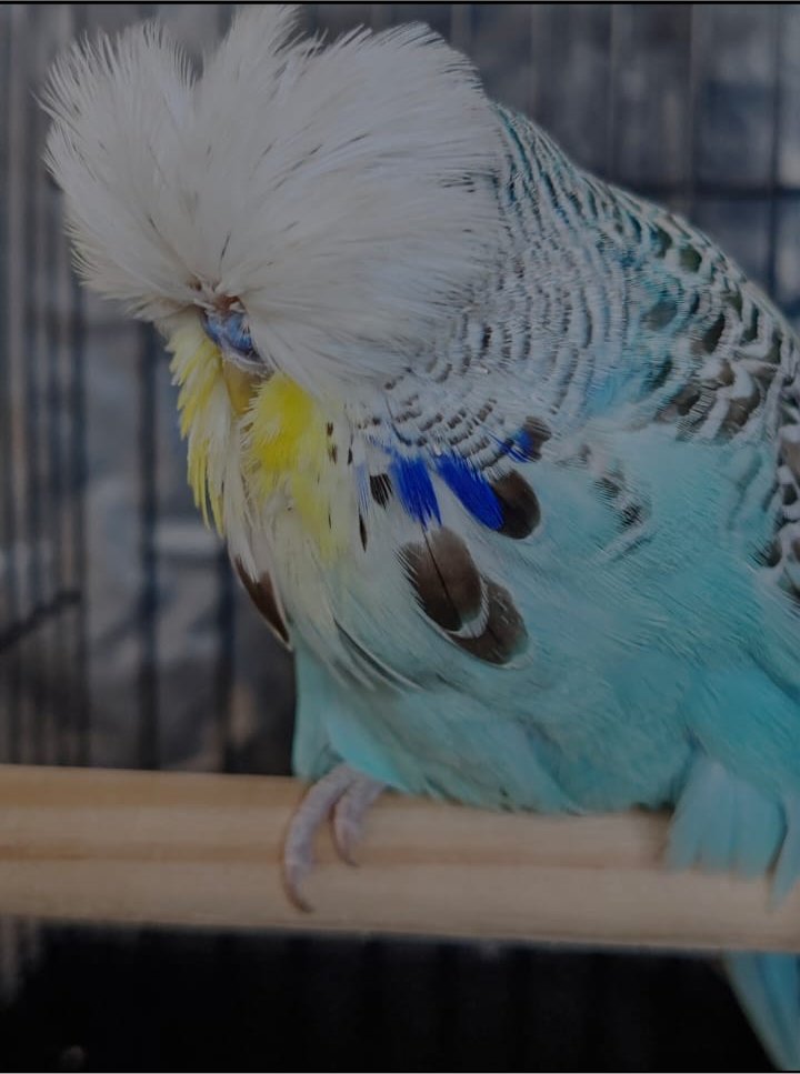 Willrich Aviaries CC Best Cinnamon Blue Series on Show