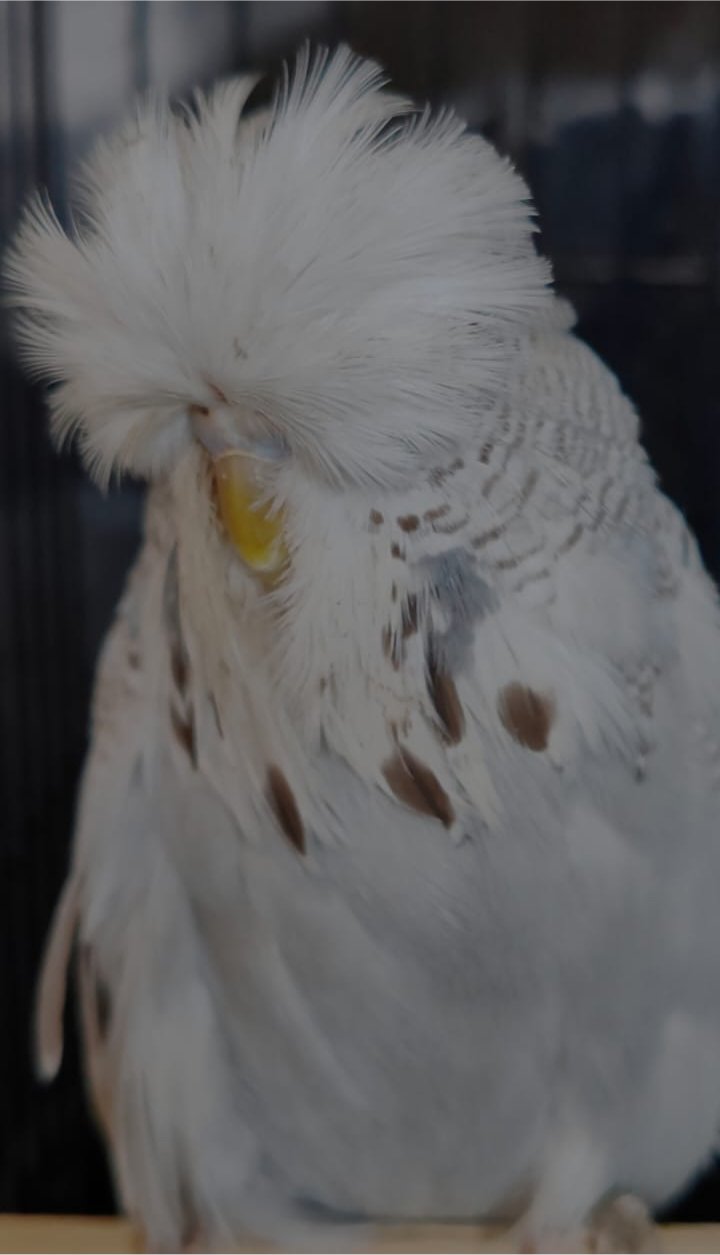 van Deventer Stud & Roos CC Best Cinnamon Grey on Show