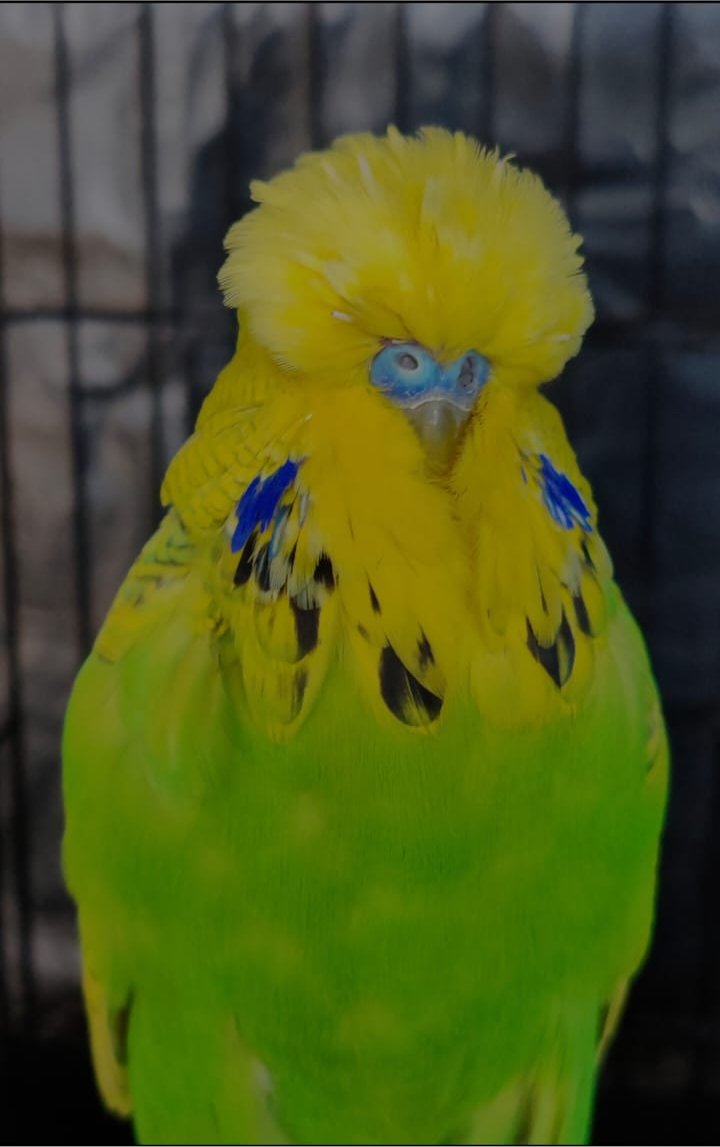 RW Boerdery CC Best Spangle Green Series on Show