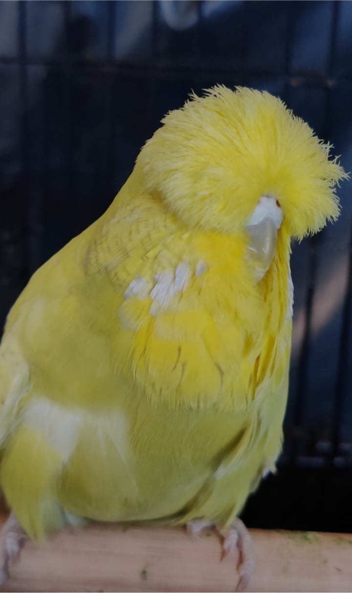 Janro van Niekerk CC Best Spangle Cinnamon on Show