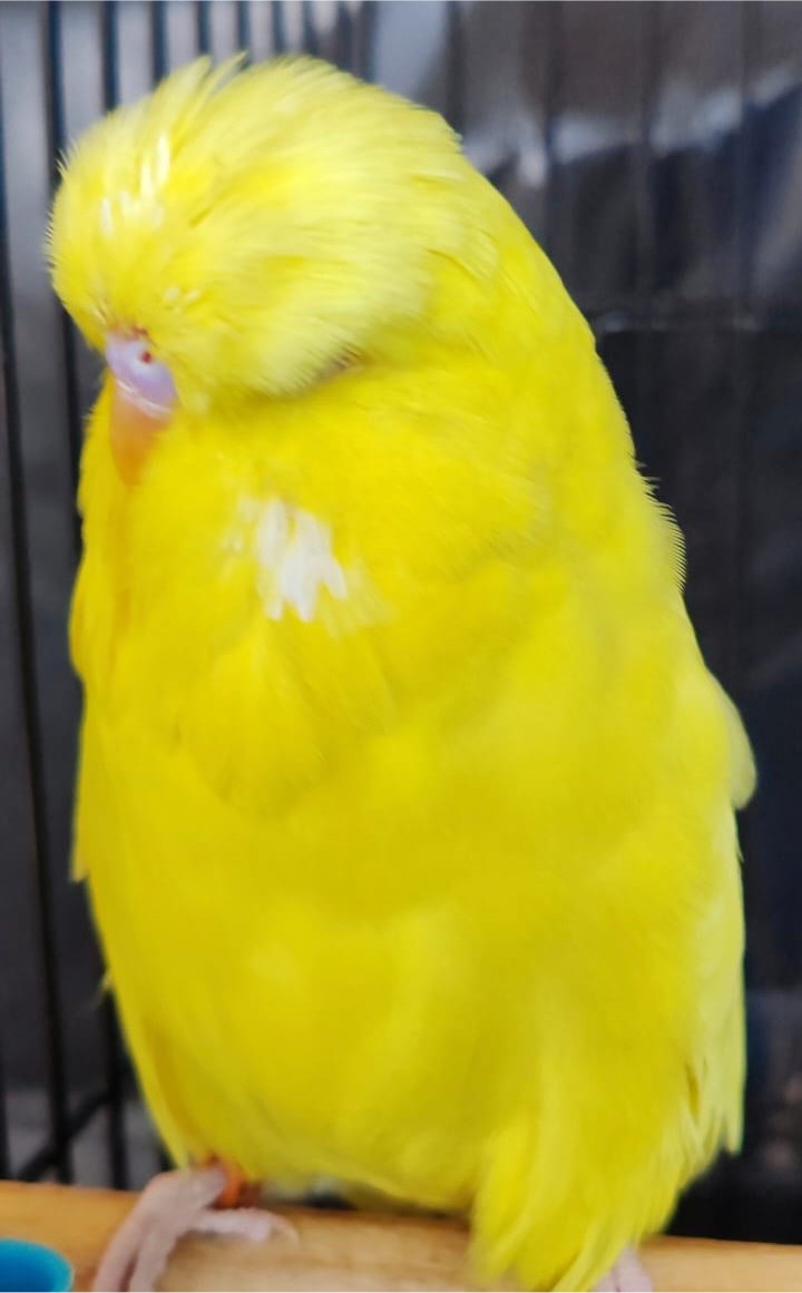 Olivier Aviaries CC Best Lutino on Show