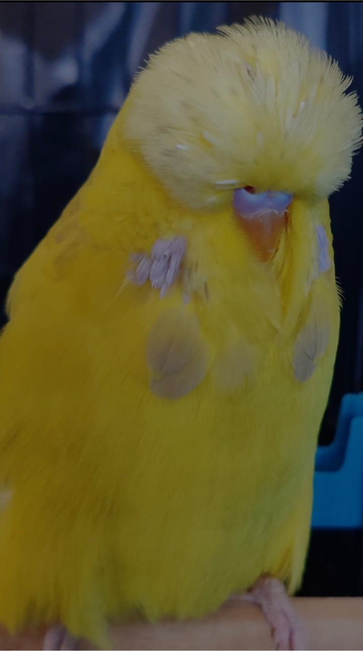 Johan vd Merwe CC Best Lacewing on Show