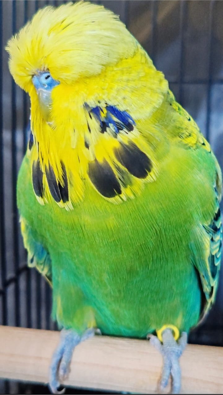 van Deventer Stud & Roos CC Best Opaline Green Series on Show