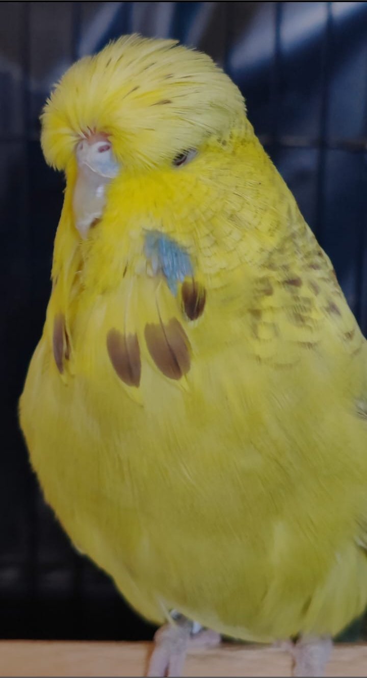 van Deventer Stud & Roos CC Best Opaline Cinnamon Green on Show