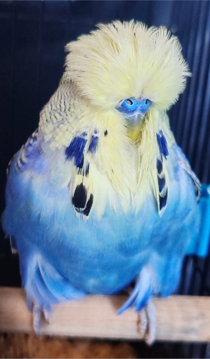 van Deventer Stud & Roos CC Best Yellowface on Show