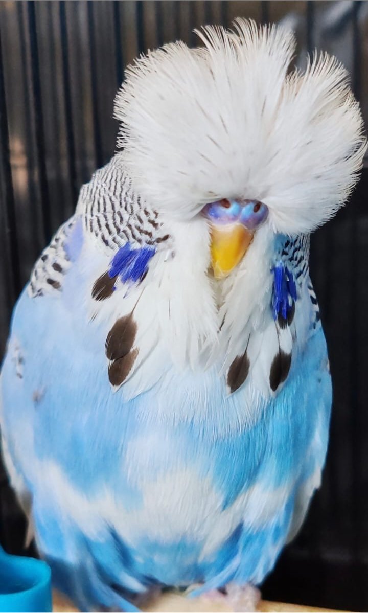 van Deventer Stud & Roos CC Best Dominant Pied on Show