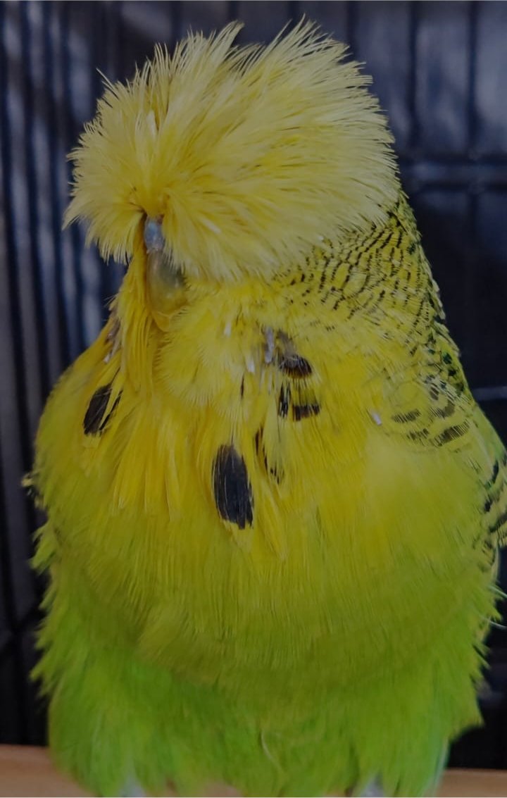 Johan vd Merwe CC Best Easley Clearbody on Show