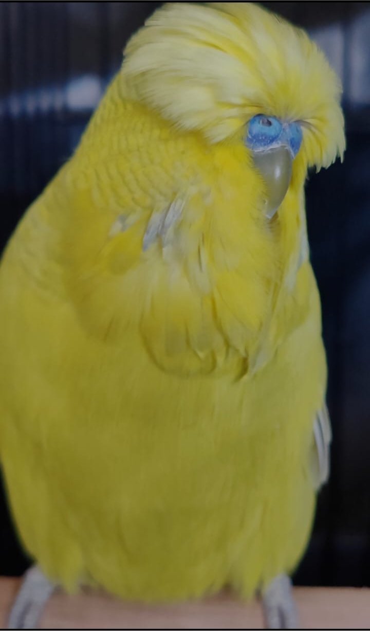 van Rooy Aviaries CC Best Yellow & White Suffused on Show