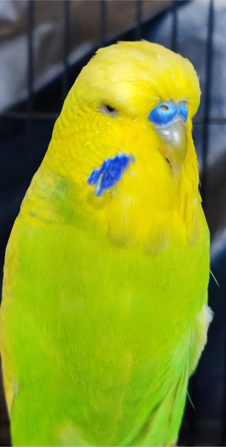 Deon Davie CC Best Clearwing on Show