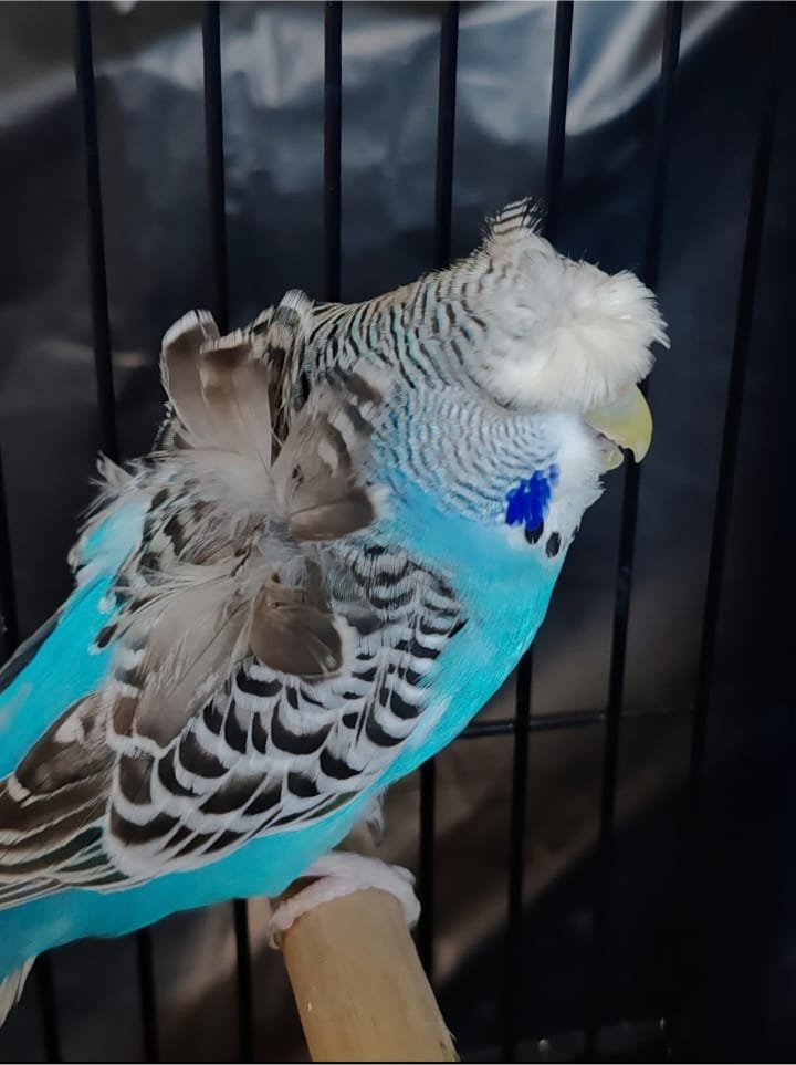 Deon Davie CC Best Any Other Colour or Variety on Show