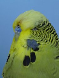 Best Grey Green on Show at the Free State Championship Show - Thistle Aviaries.