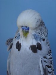 Best Bird on Show at the Free State Championship Show - Molkentin Stud.