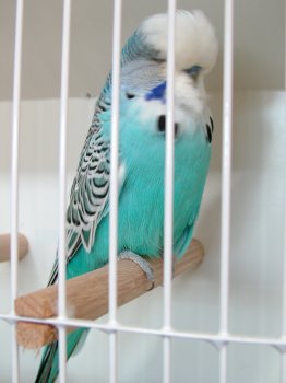 CC Skyblue - PALM Aviaries