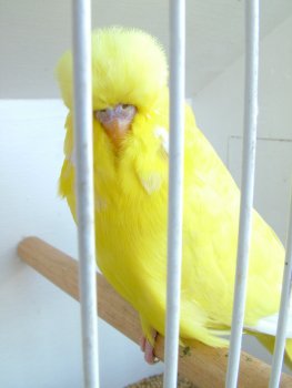 Best Novice on Show - Montrose Aviaries