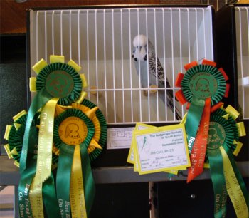 Best Bird on Show - Molkentin Stud