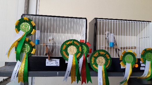 Best Bird on Show and Best Opposite Sex on Show at the Free State Championship Show 2016.